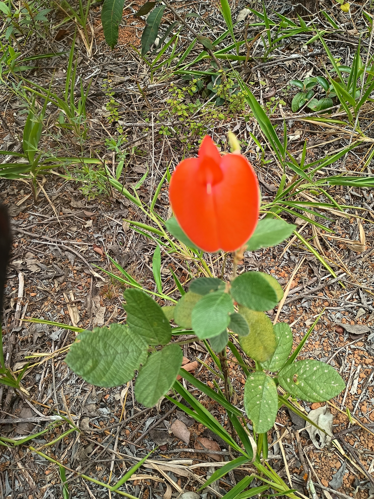 Periandra coccinea