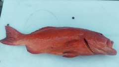 Plectropomus leopardus