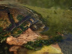 Kinosternon hirtipes murrayi