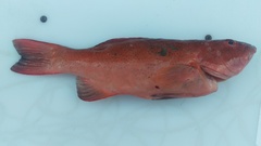 Plectropomus leopardus