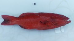 Plectropomus leopardus