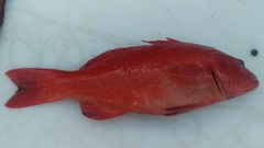 Plectropomus leopardus