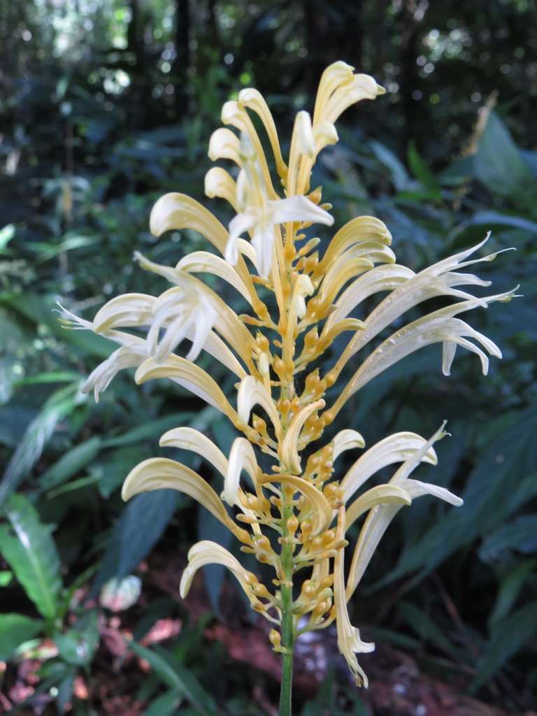 Schaueria
