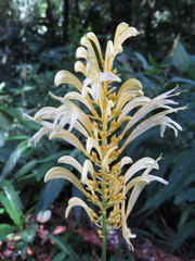 Schaueria sulfurea