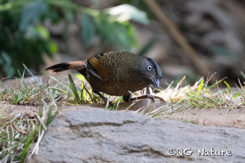 Blue-winged Laughingthrush (Trochalopteron squamatum), photo 5