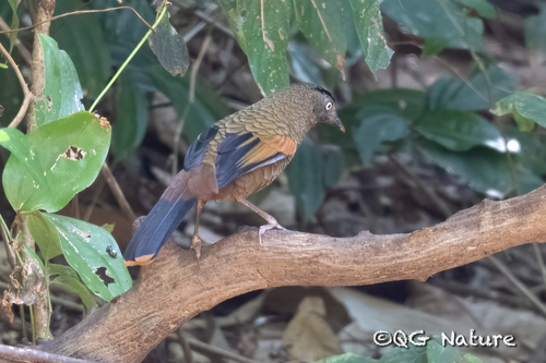Blue-winged Laughingthrush (Trochalopteron squamatum), photo 2