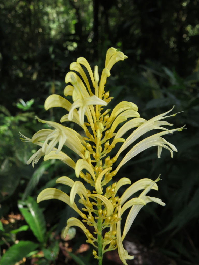 Schaueria sulfurea