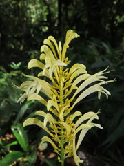 Schaueria sulfurea