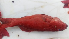 Plectropomus leopardus