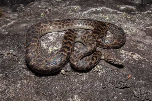 Spotted Python sighting