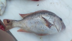 Gymnocranius euanus