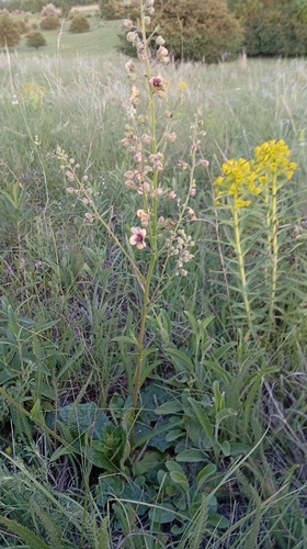 Verbascum rubiginosum