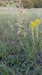Verbascum × rubiginosum