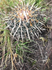 Echinofossulocactus crispatus