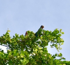 Amazona leucocephala