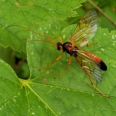 Opheltes glaucopterus barberi