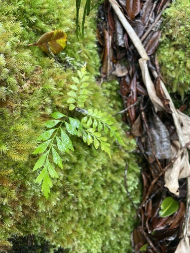 Asplenium aethiopicum observed 2025-06-01