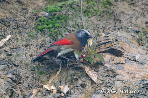 Red-winged Laughingthrush (Trochalopteron formosum)