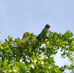 Amazona leucocephala