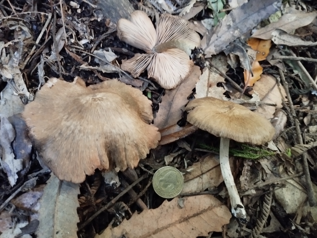 Entoloma tristificum