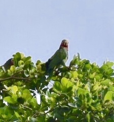 Amazona leucocephala