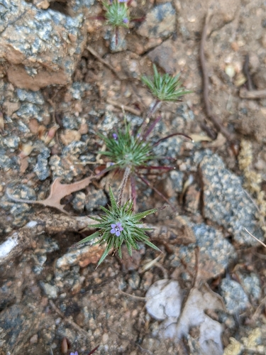 Mountain Navarretia (Navarretia vividior)