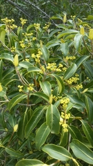 Coptosperma