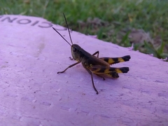 Boopedon flaviventris