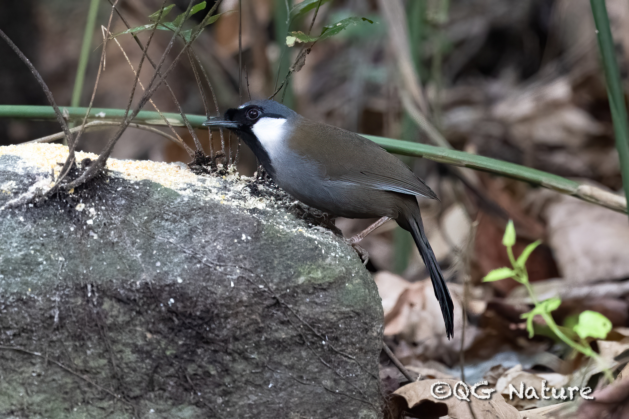 Black-throated Laughingthrush