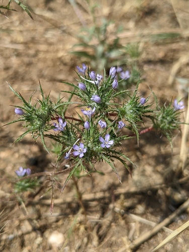 marigold pincushionplant (Navarretia tagetina)