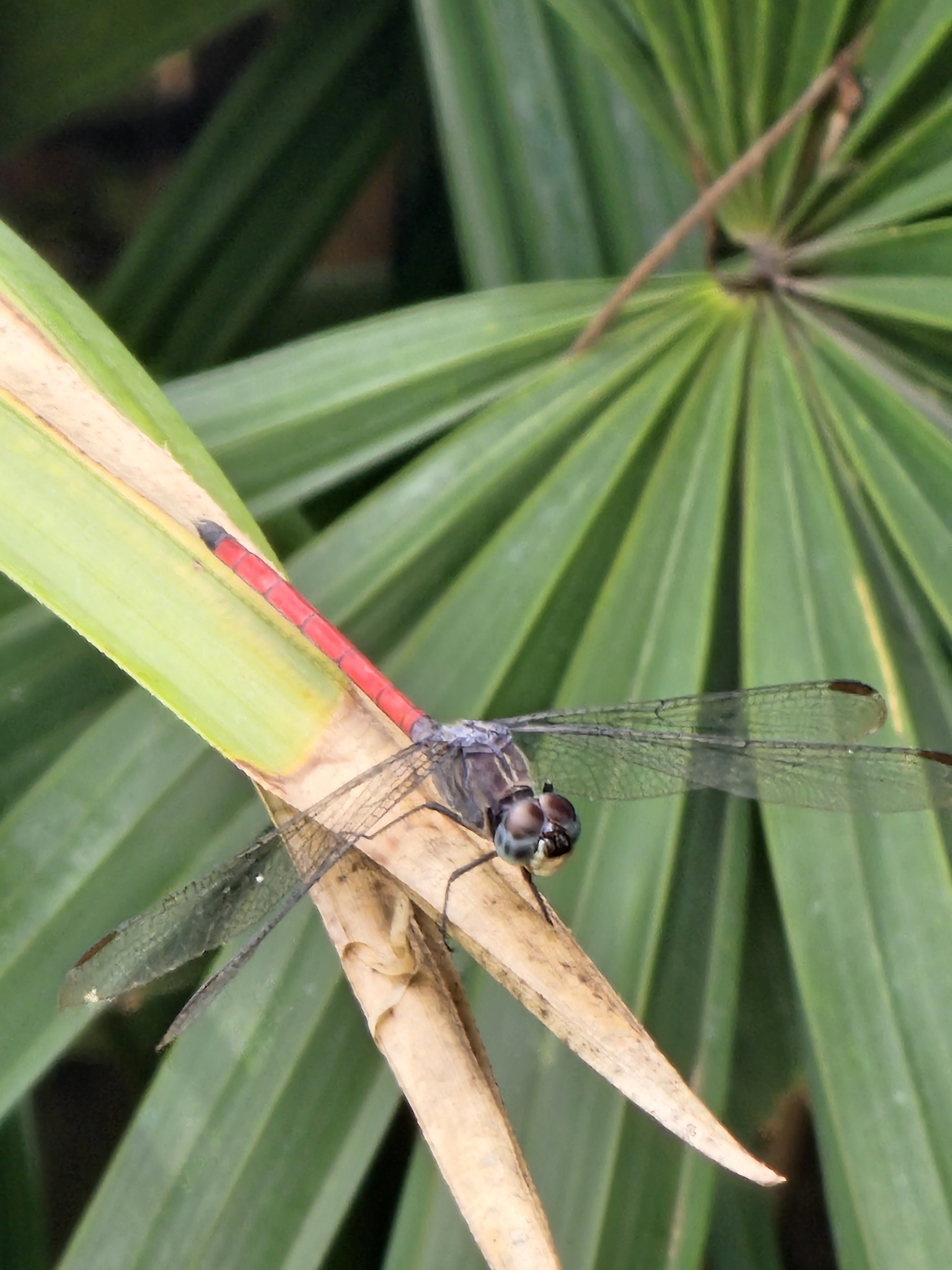 Asiatic Bloodtail