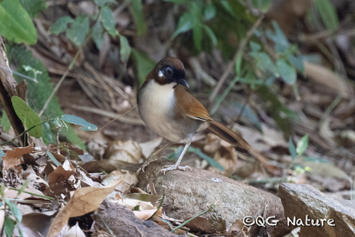 Grey-sided Laughingthrush (Pterorhinus caerulatus), photo 3
