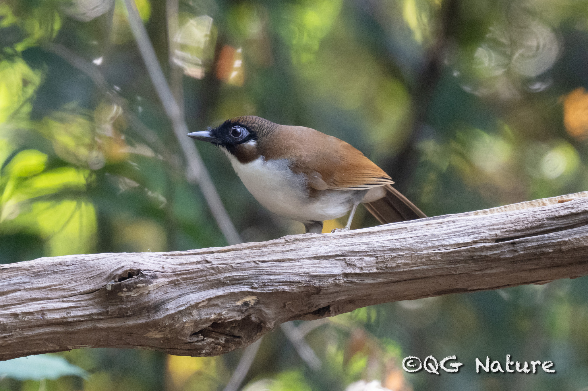 Grey-sided Laughingthrush