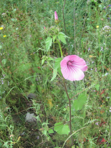 Malva trimestris