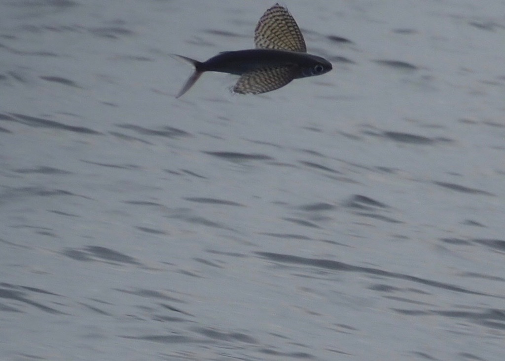 Ornamented Flyingfish