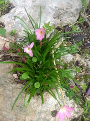 Zephyranthes carinata