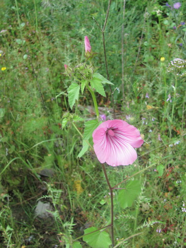 Malva trimestris