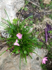 Zephyranthes carinata