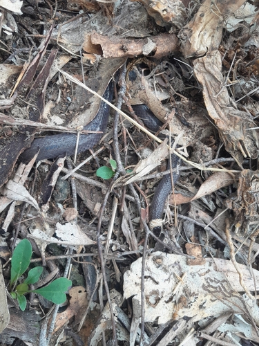 White-crowned Snake sighting