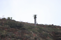 Aloe volkensii