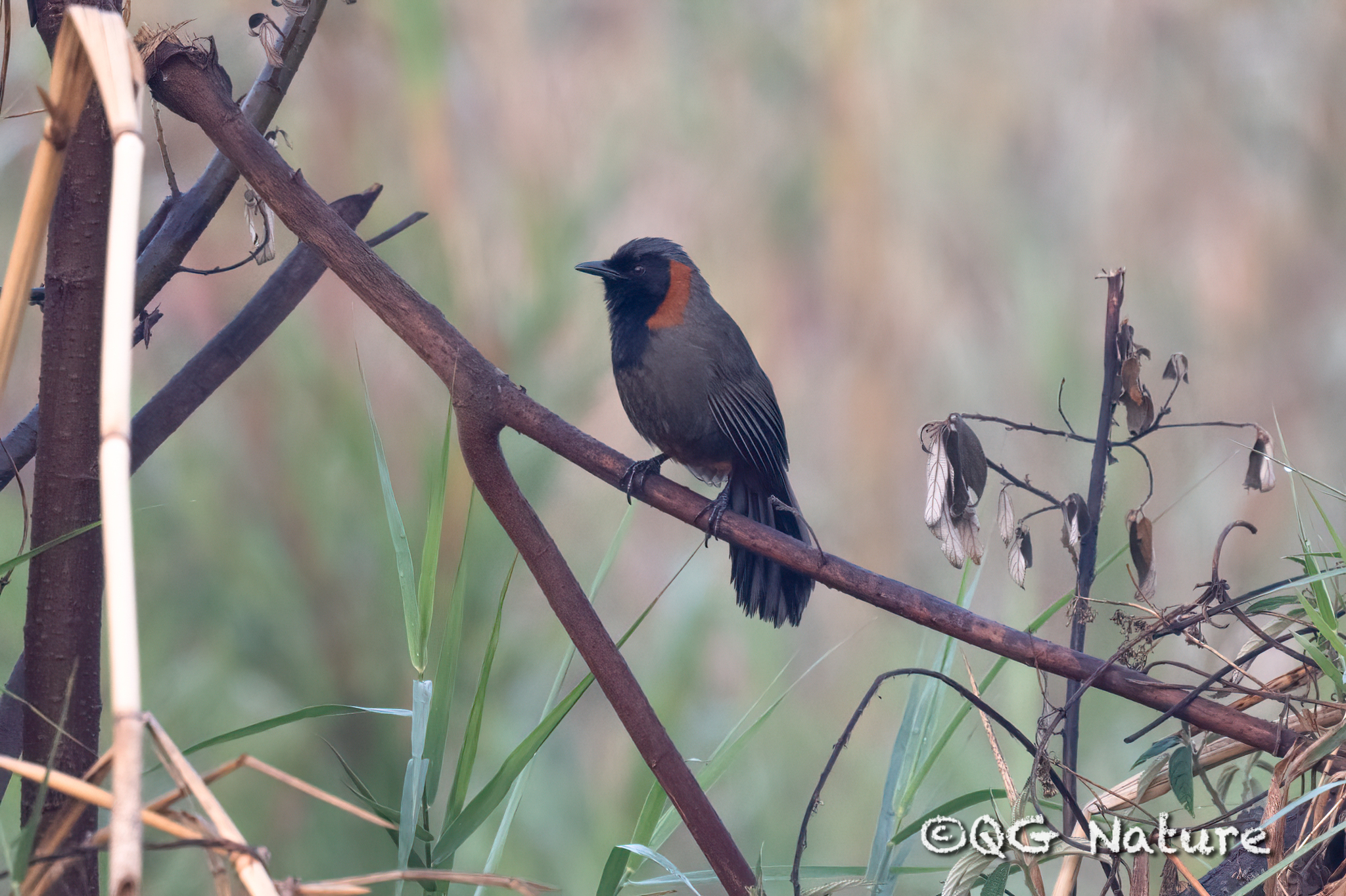 Rufous-necked Laughingthrush