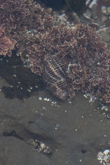 Acanthinucella spirata