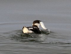 Atheriniformes