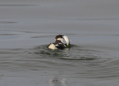 Atheriniformes