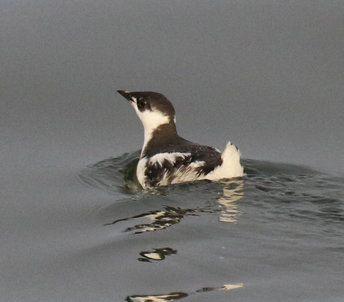Brachyramphus marmoratus