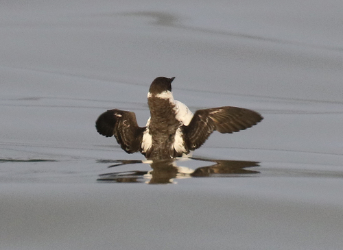 Marbled Murrelet