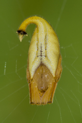 Arachnura