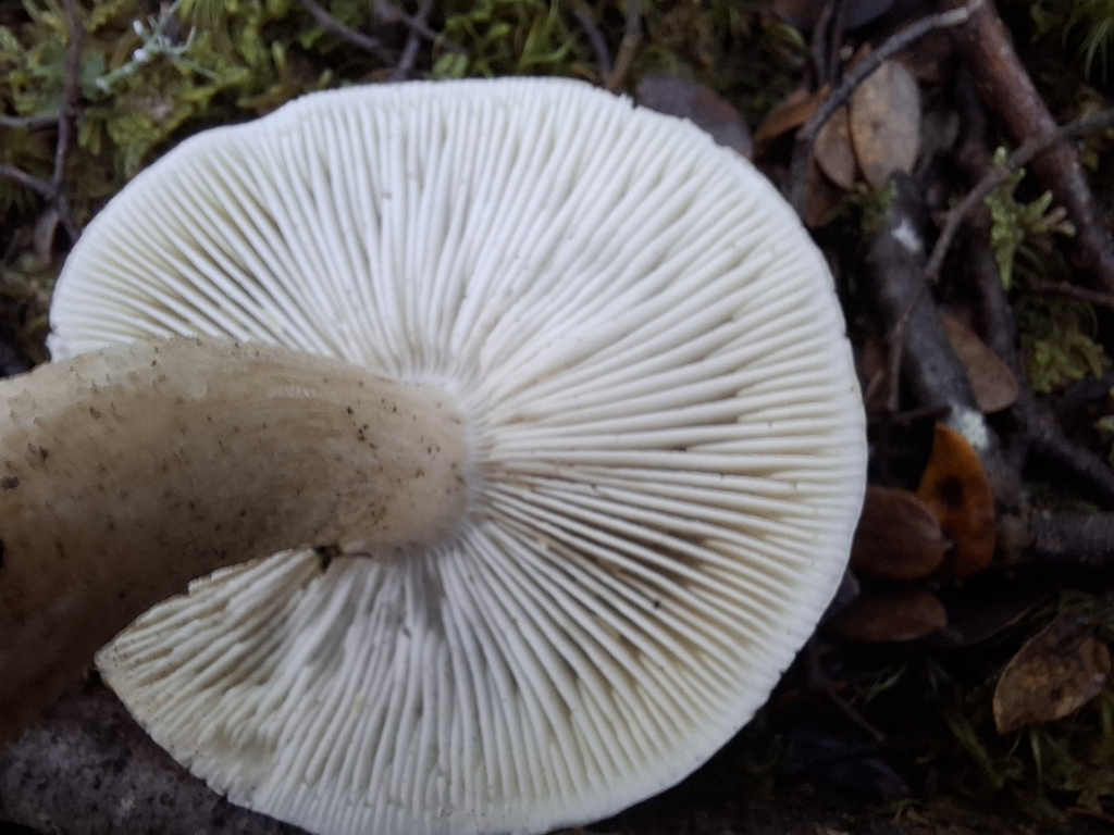 Tricholoma viridiolivaceum · May 2025 · photo: © armillariabianca (iNaturalist, cc0)