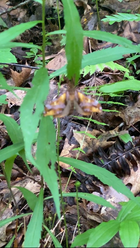 Gold-spotted Ghost Moth photo 3