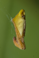 Arachnura